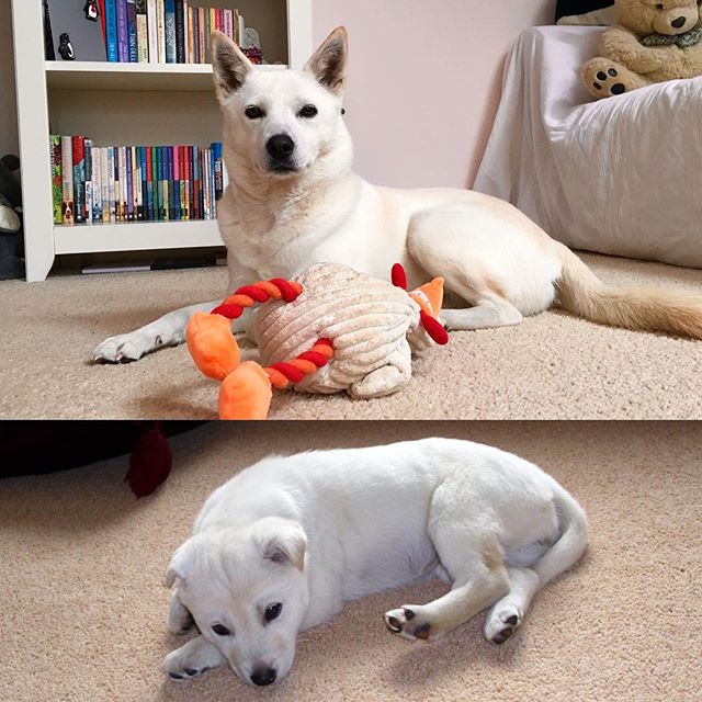 Healthy Jindo