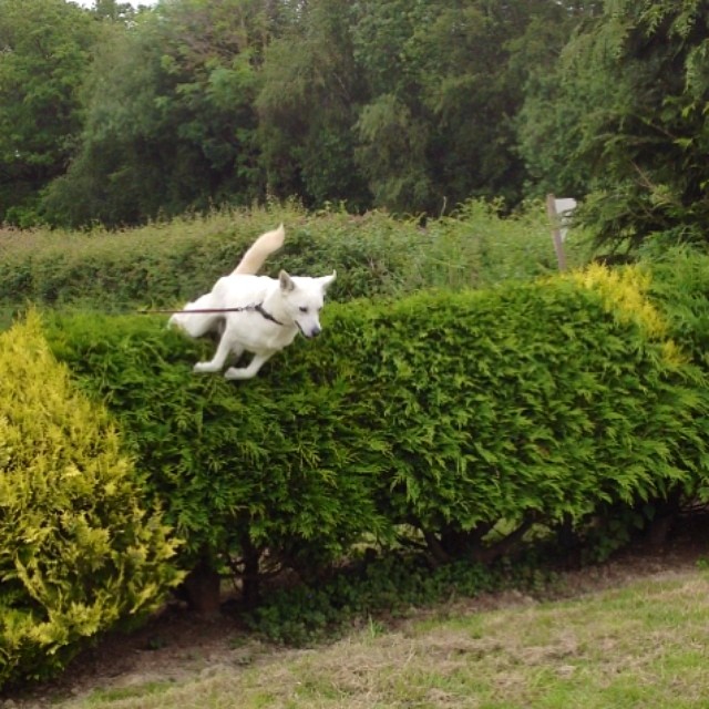 High-energy Jindo