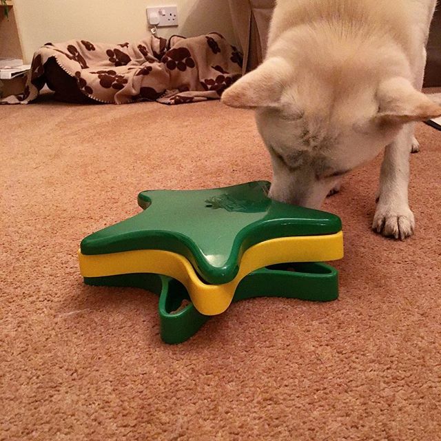 Jindo with Puzzle Toy