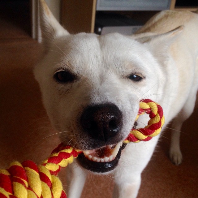 Jindo with toy