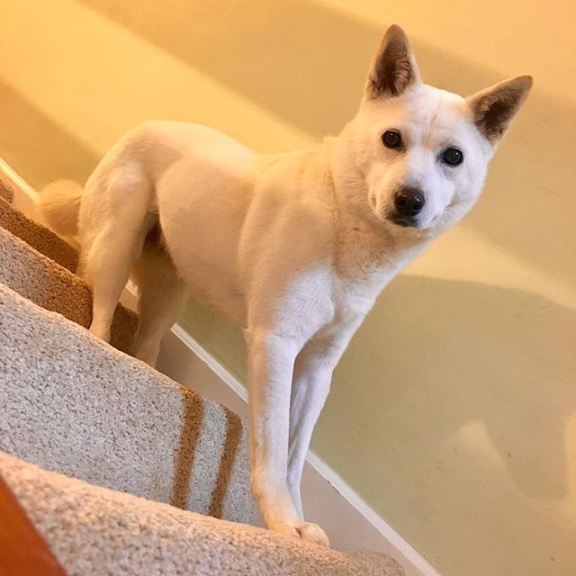 Korean Jindo