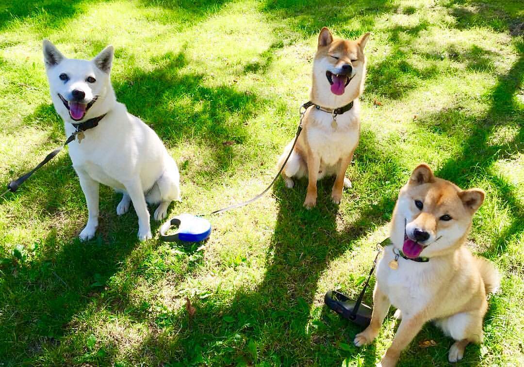 Jindo and Friends