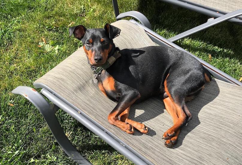 Original Playful Åre Miniature Pinscher Breed Information Guide: Quirks, Pictures, Personality &  Facts - BARK Post