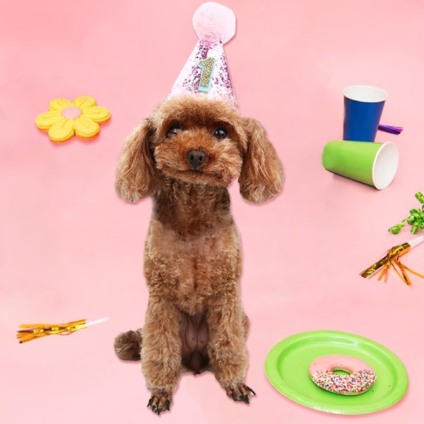 puppy party hat