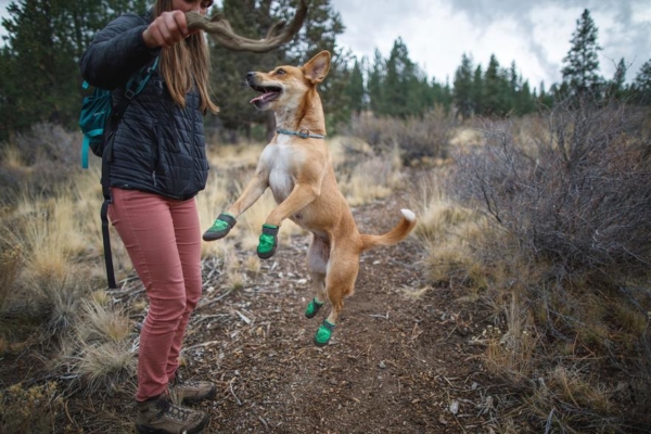 summit trex dog shoes