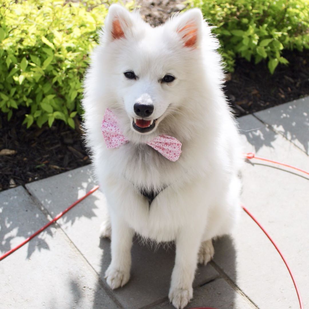 do japanese spitz shed a lot of hair