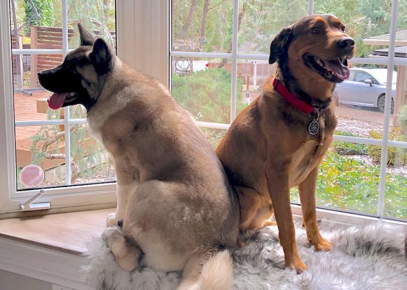 are american akitas good guard dogs