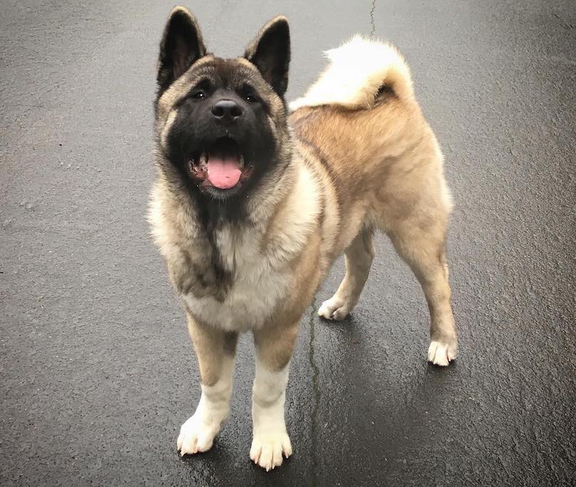 akita breeders what are they like