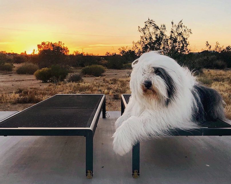 English old sheep dog  Old english sheepdog, English sheepdog