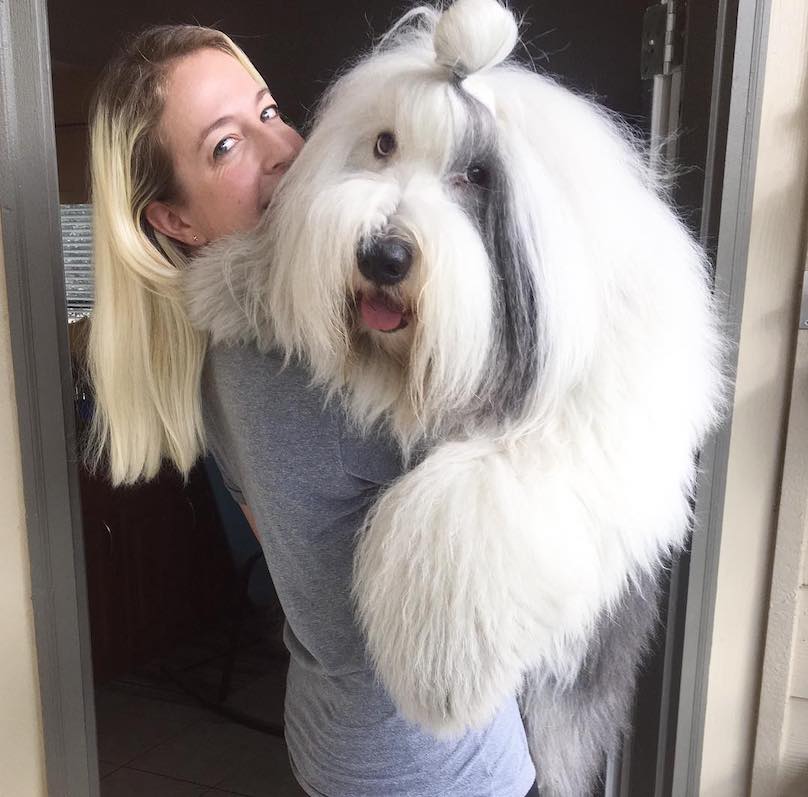 Old English Sheepdog Sense Of Humor