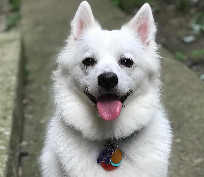 American Eskimo Breed Information Guide: Facts And Pictures | BARK