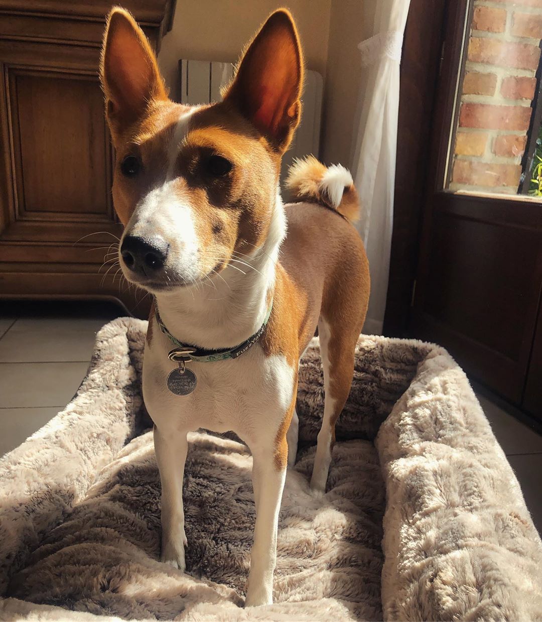 Basenji Puppies Mix