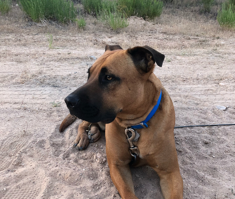 where did the black mouth cur come from