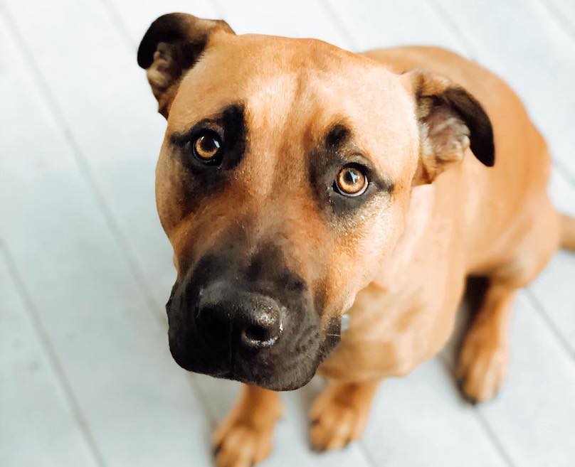 what breed of dog has black on roof of mouth