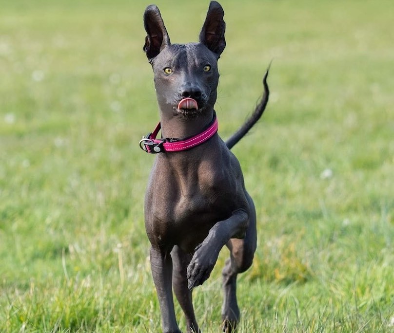 Xoloitzcuintli Breed Information Guide: Facts And Pictures | BARK