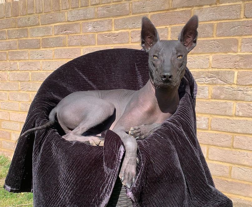 Mexican top hairless xoloitzcuintli