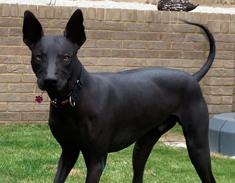 Xolo Dog Breed Xoloitzcuintle Mexican Hairless On A Beige