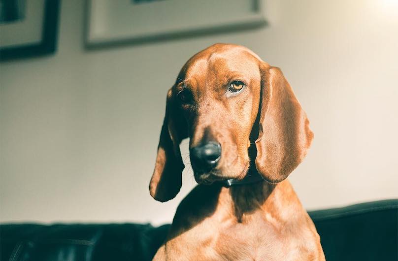 are redbone coonhounds good with other dogs