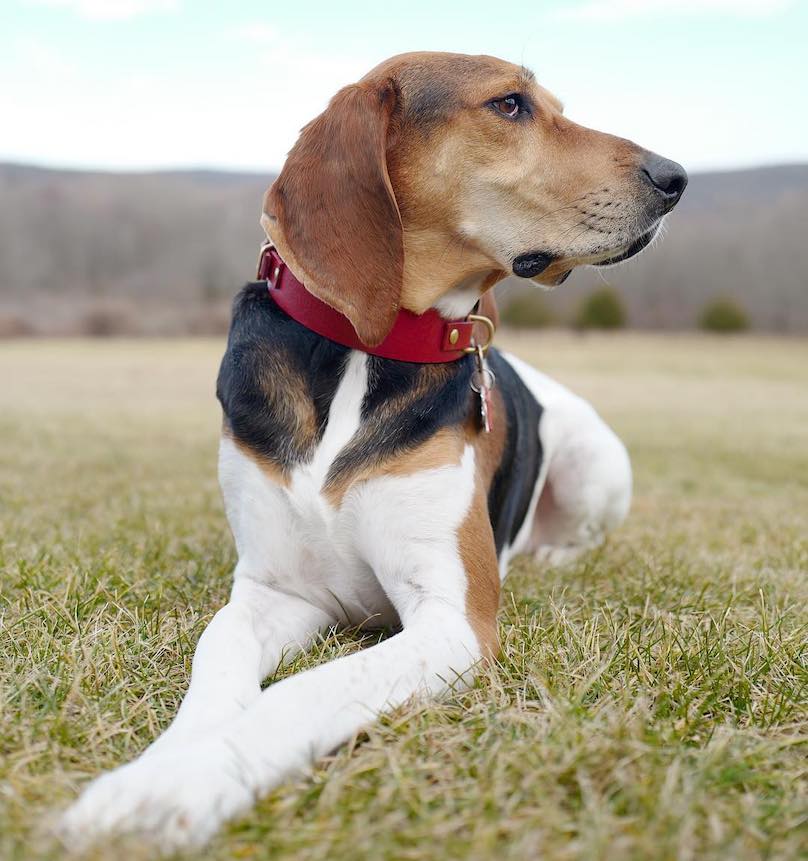 what is the best natural treeing walker coonhound chewable food