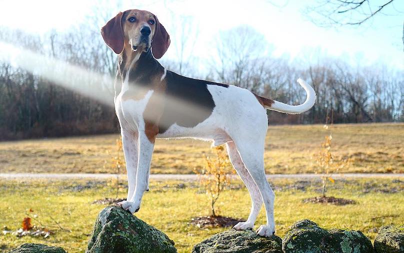 what is the best natural treeing walker coonhound chewable food