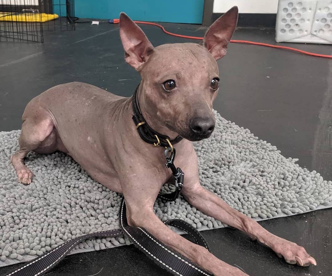 are rat terriers hairless