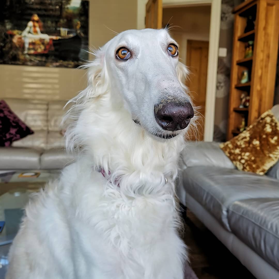 borzoi shedding a lot