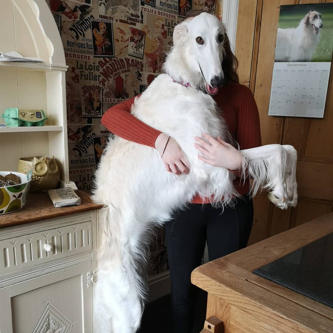 The borzoi 2024