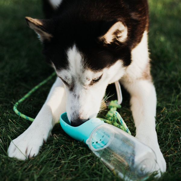 31-dog-gifts-medium-sized-dogs-thirsty-pup-waterbottle