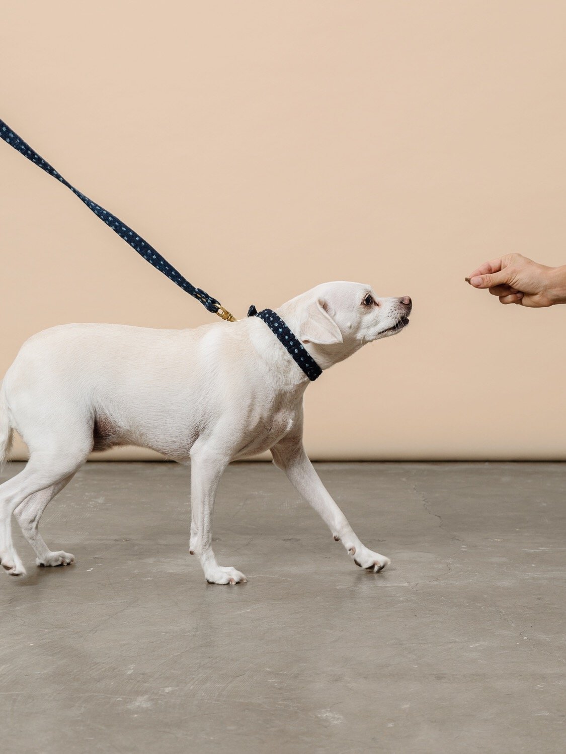 dog with indigo leash