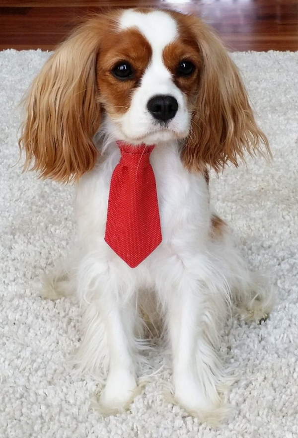 dog wearing red tie