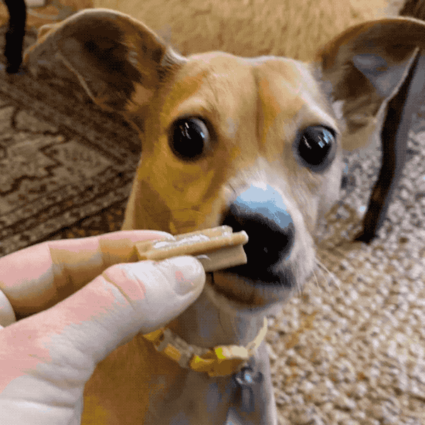 brushing dogs teeth with bark bright