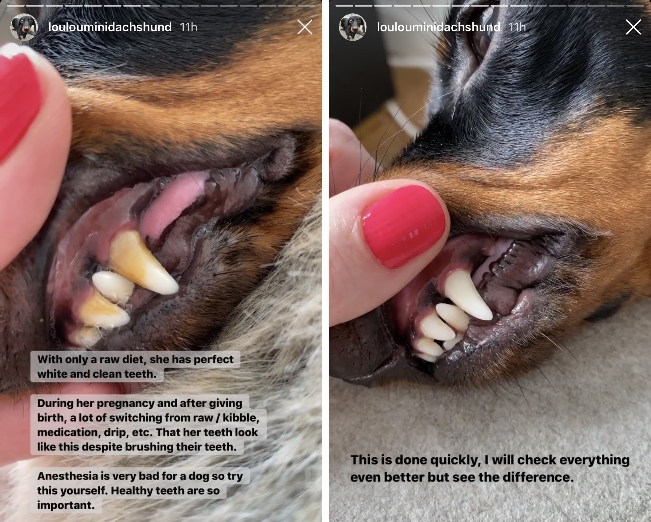 BARK Bright Dental A StepByStep Guide on How I Clean My Dog's Teeth