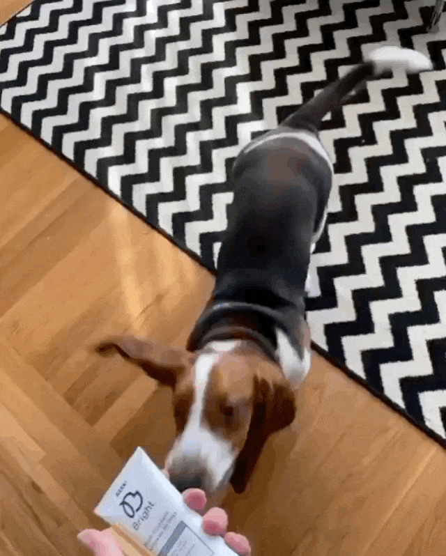 gif of dog jumping for bark bright toothpaste