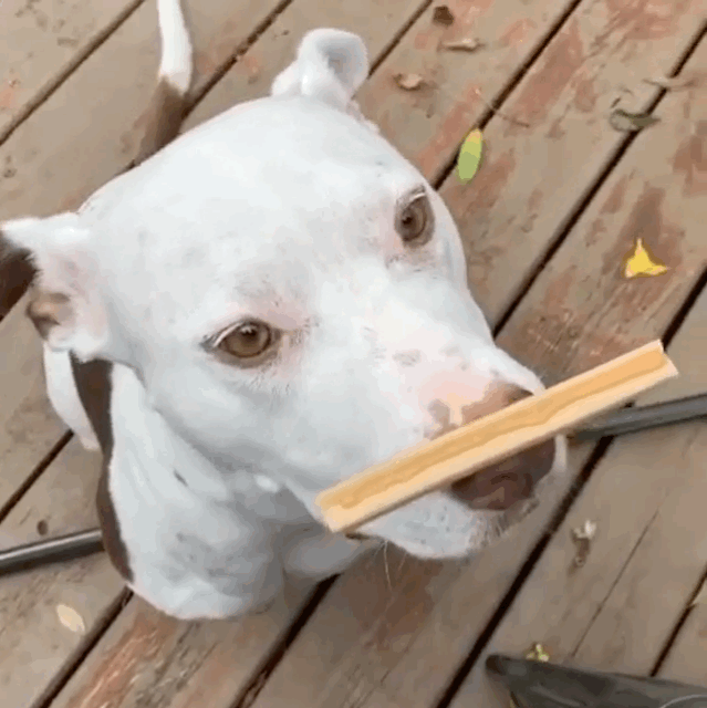 gif of dog balancing bark bright dental treat on its nose