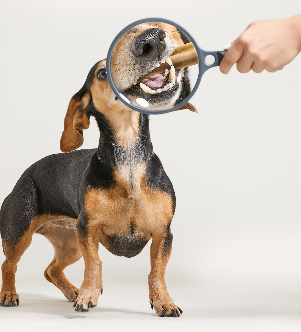 image of dachshund teeth under magnifying glass