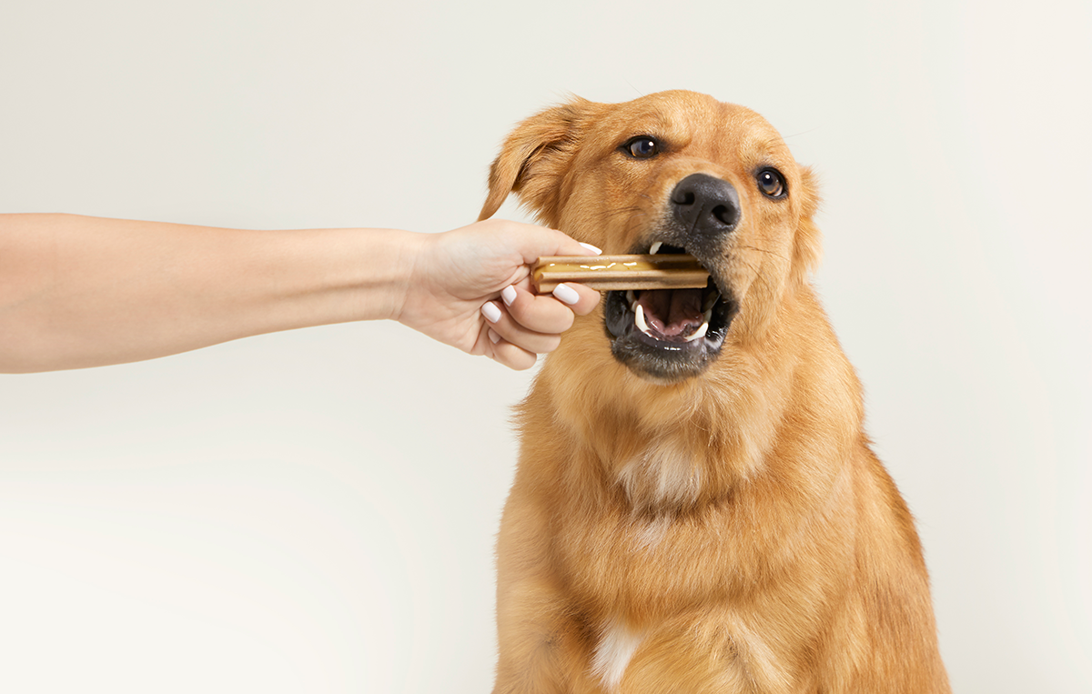 image of dog biting chew