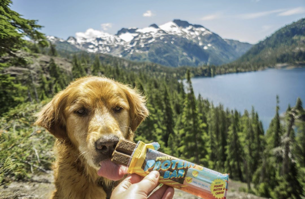 image of golden retriever outdoors with dog chew
