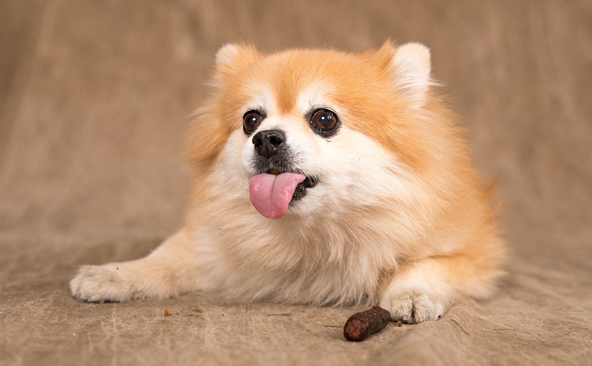 image if Pomeranian with tongue out and dog chew