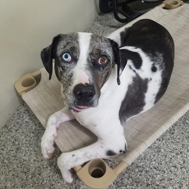 how smart are catahoula leopard dogs