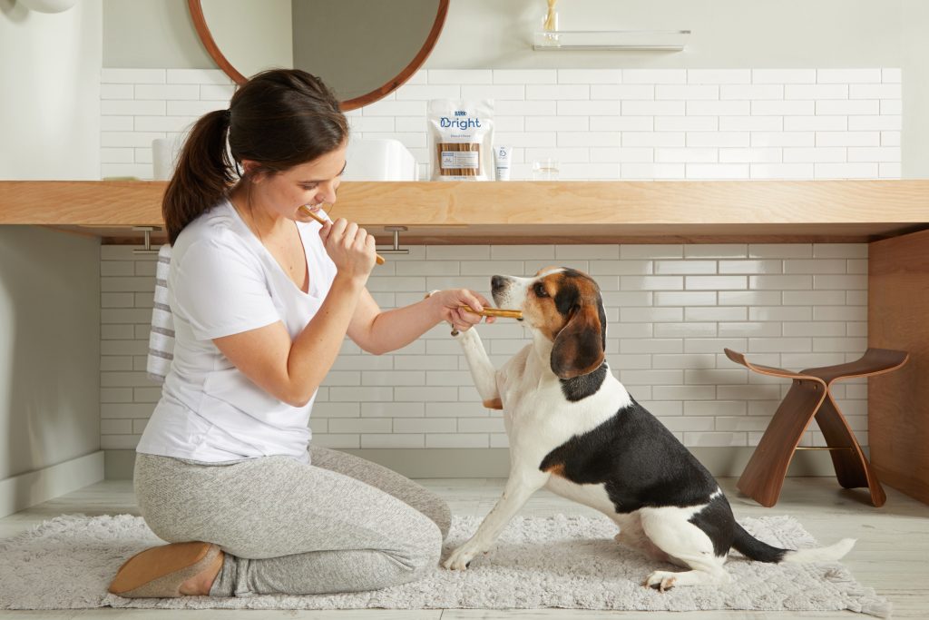 dog eating a dental chew