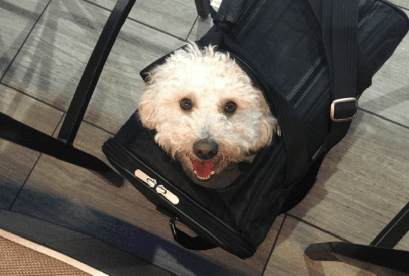 7 Of The Best Airline-Approved Dog Carriers For In-Cabin Flights