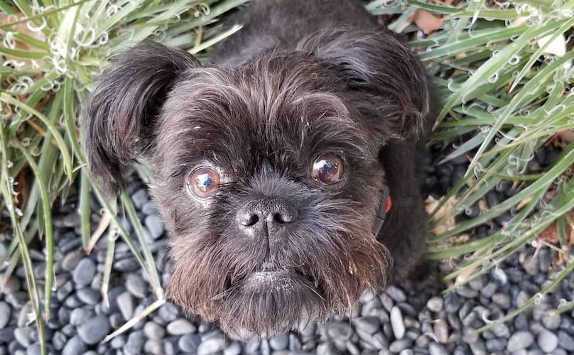 Affenpinscher Breed Information Guide: Quirks, Pictures, Personality ...