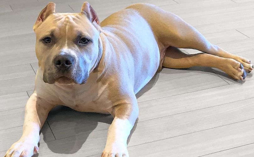 can a american bully live in united kingdom
