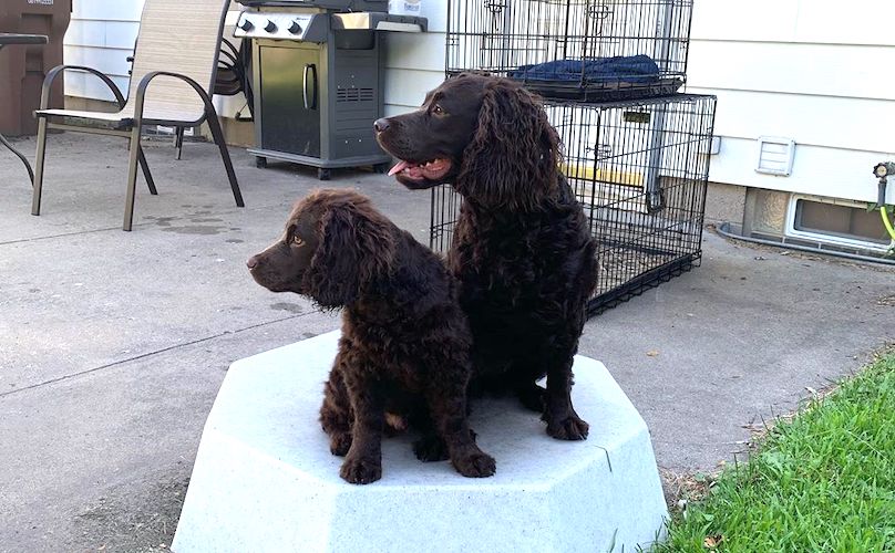 are american water spaniels rare