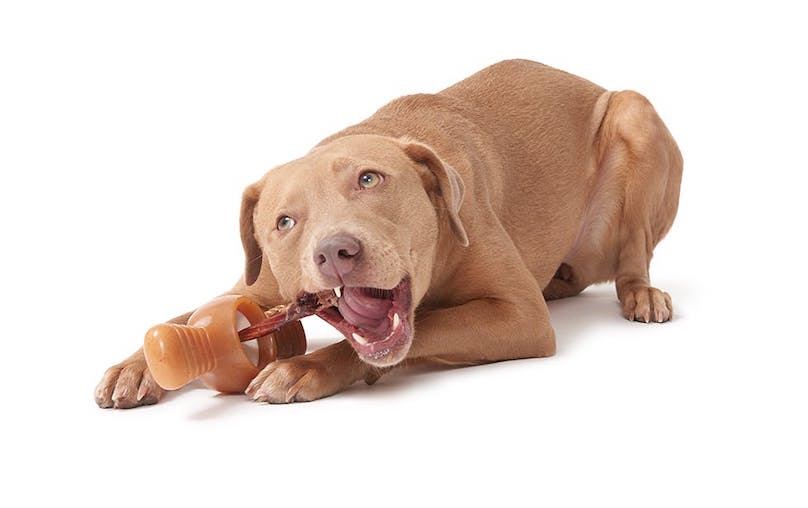 Are Bully Sticks Good For Dogs?