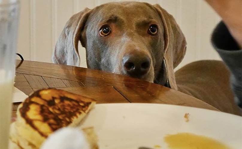 15-things-you-know-to-be-true-when-your-dog-is-always-hungry-bark-post