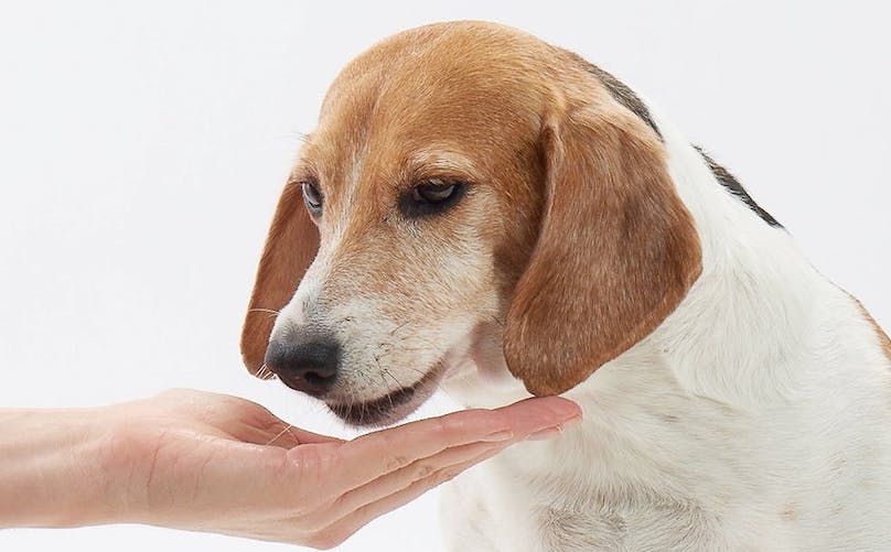 https://post.bark.co/wp-content/uploads/2021/09/best-dog-toys-for-beagles.jpg