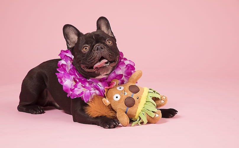 https://post.bark.co/wp-content/uploads/2021/09/best-toys-for-french-bulldogs.jpg