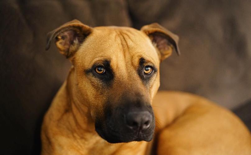 Black Mouth Cur Breed Guide: Photos, Traits, & Care