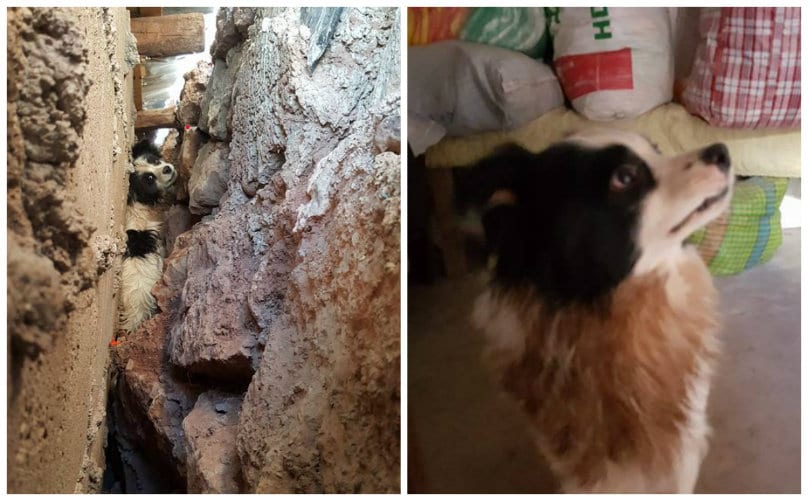 Dog Gets Stuck In Walls When Bath Time Escape Goes Wrong